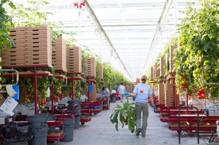 Backyard Farms Tomatoes via Lizshealthytable.com