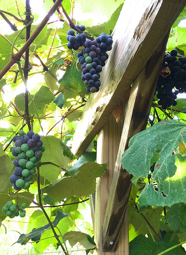 Concord grapes growing at Meadow Mist Farm, Lexington MA via Lizshealthytable.com