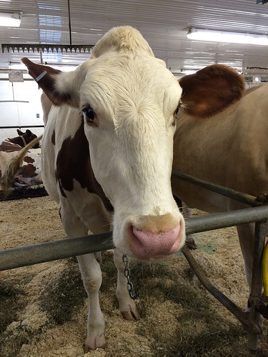 Hornstra Dairy Farm via LizsHealthyTable.com Hornstra Dairy Farm via LizsHealthyTable.com