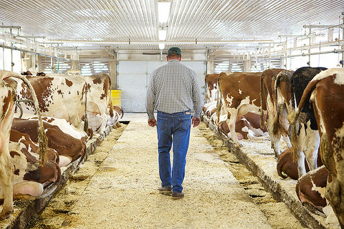 Hornstra Dairy Farm via LizsHealthyTable.com Hornstra Dairy Farm via LizsHealthyTable.com