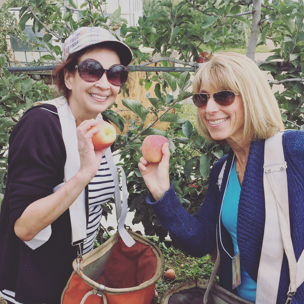 Liz picking apples in WA state via LizsHealthyTable.com
