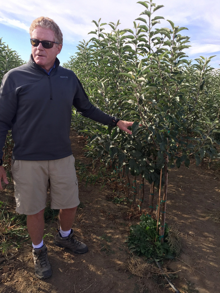 Ambrosia Apples - Apple Orchard Adventure via LizsHealthyTable.com