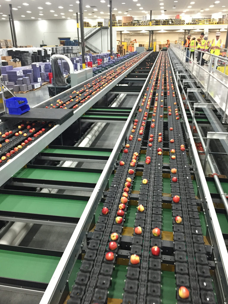 Ambrosia Apples - Apple Orchard Adventure via LizsHealthyTable.com