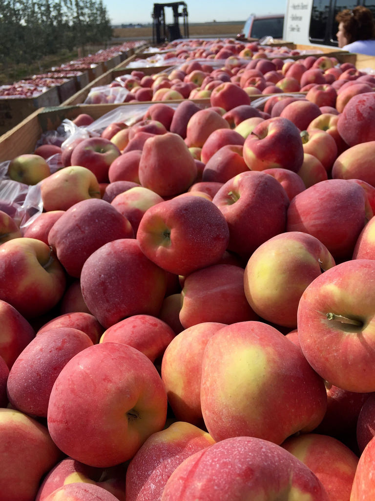 Ambrosia Apples - Apple Orchard Adventure via LizsHealthyTable.com