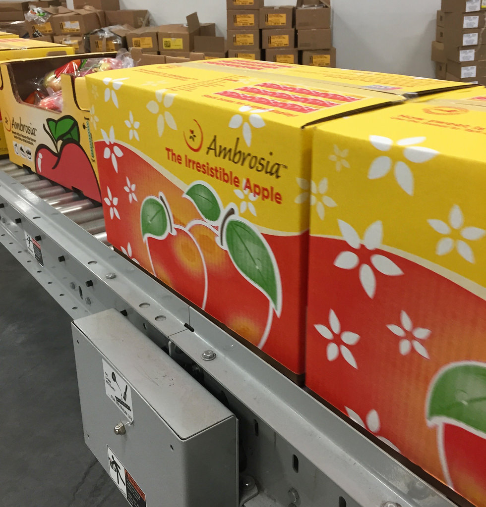 Ambrosia Apples - Apple Orchard Adventure via LizsHealthyTable.com