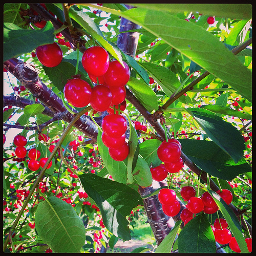 Tart Cherry Harvest in MI via LizsHealthyTable.com