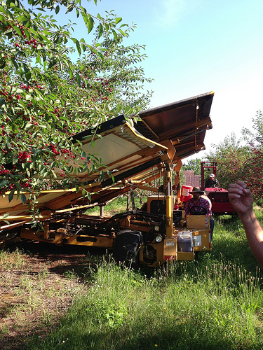 Machine shakes cherries from the trees via Lizshealthytable.com