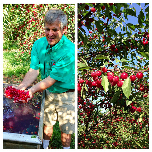 Tart Cherries via Lizshealthytable.com