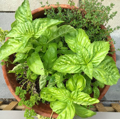 Fresh Herbs via LizsHealthyTable.com