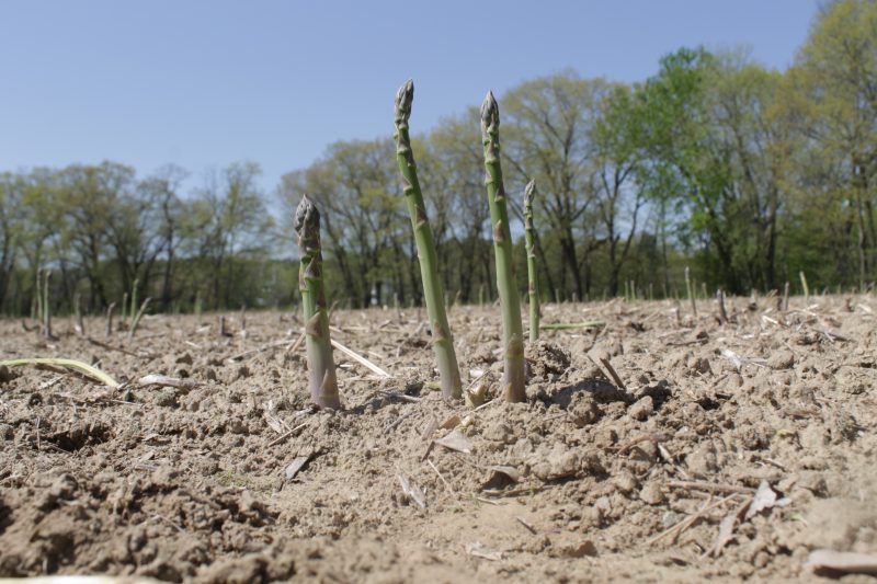 Asparagus Season with Wilson Farm via LizsHealthyTable.com #podcast