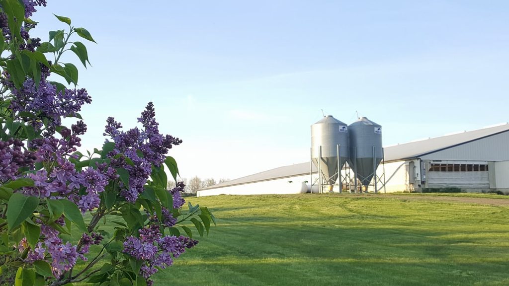 All About Pork with Charlotte Rommereim #pork #podcast